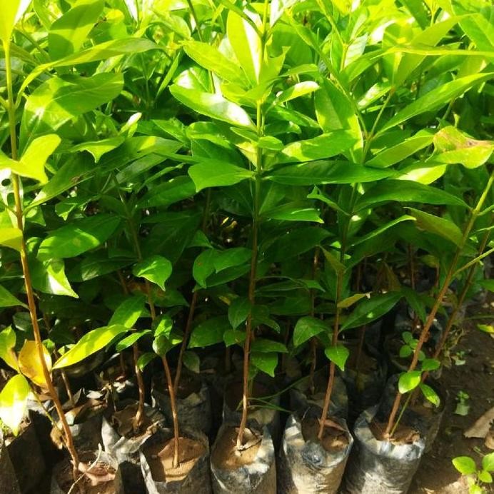 

Terlaris Bibit Daun Salam Siap Tanam - Cocok Untuk Budidaya & Pekarangan