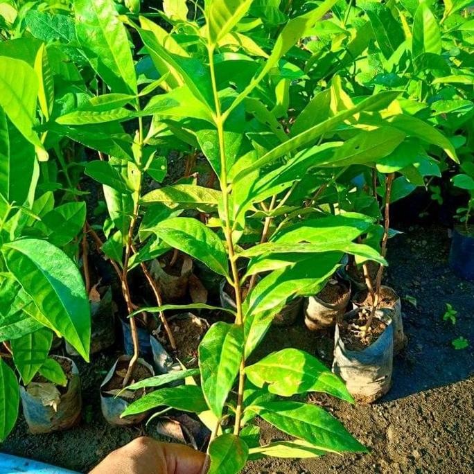 

Terlaris Bibit Daun Salam Paket 3 Pohon