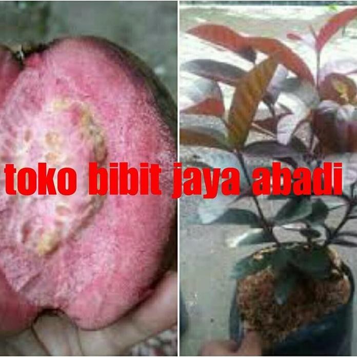 

Terlaris Bibit Buah Jambu Biji Merah Australia 5 Bulan Bisa Berbuah