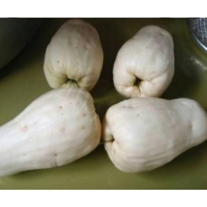 PREMIUM bibit jambu jamaika putih AA12