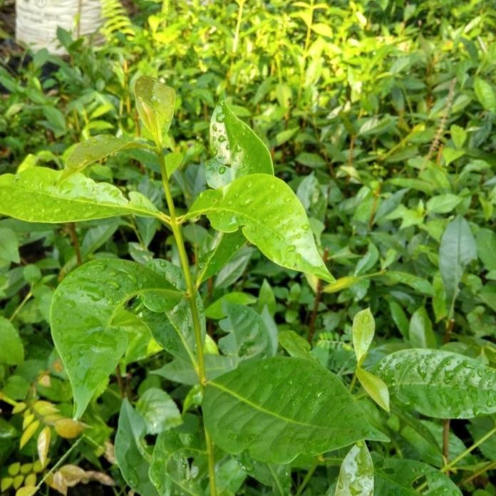 

Terlaris Bibit Pohon Daun Salam Sayur / Bumbu Masak Kualitas Petani Dan Murah
