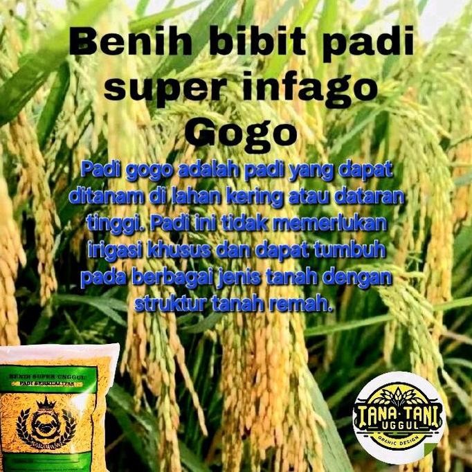 

Terlaris Benih Bibit Padi Infago Gogo Kualitas Super 1Kg