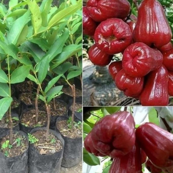 Terlaris Bibit Tanaman Jambu Air Citra | Jambu Citra Merah