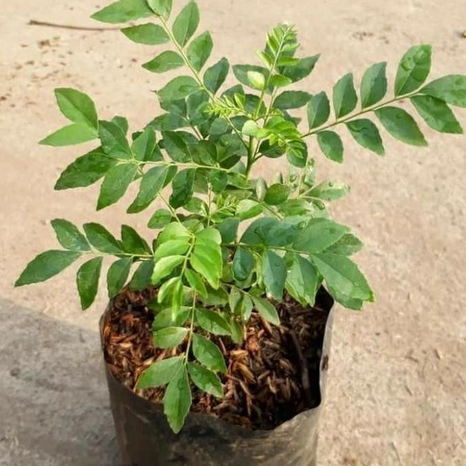 

Terlaris Bibit Tanaman Daun Kari / Salam Koja