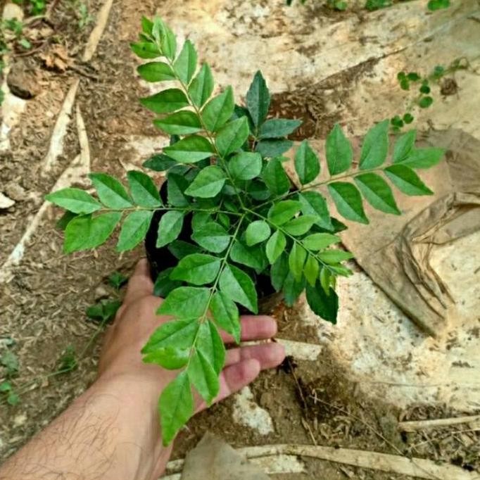 

Terlaris Bibit Tanaman Herbal Daun Kari/Salam Koja