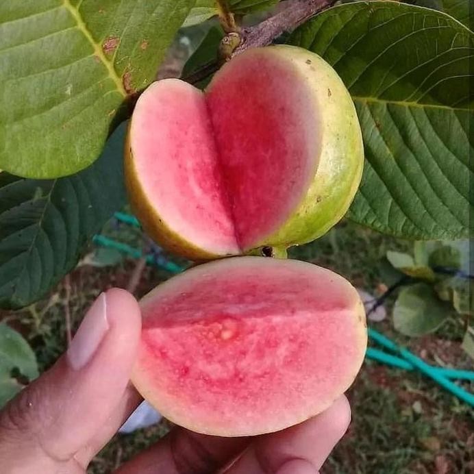 

Terlaris Bibit Jambu Kristal Merah Cangkok Berbunga