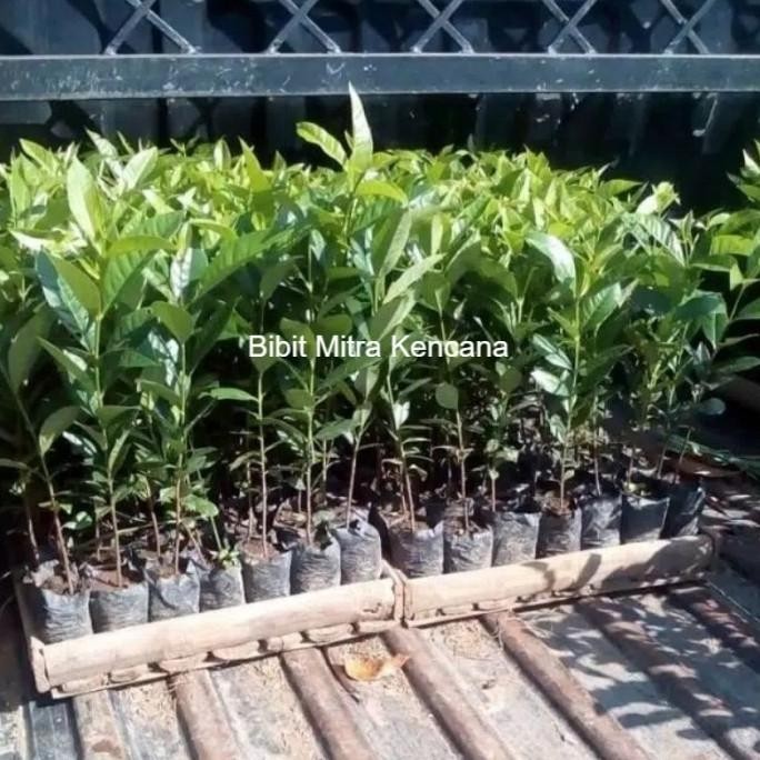 

Terlaris Paket Murah Enam Bibit Pohon Daun Salam/Bibit Rempah Daun Salam