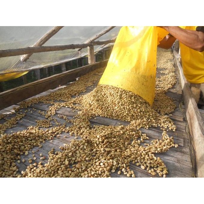 

ready stock Arabica Green Coffee Bean - Toraja Awan