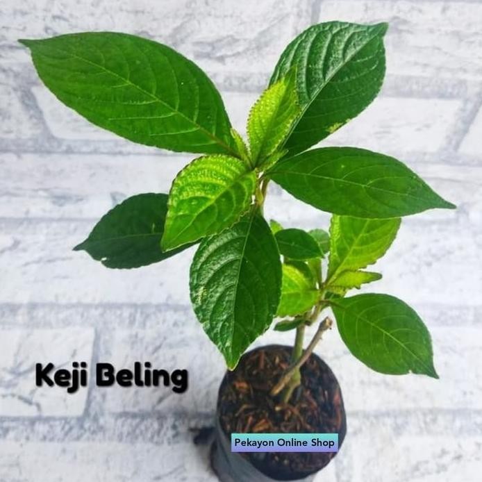 

Terlaris Tanaman Herbal Keji Beling Pekayon Bekasi