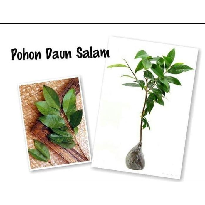 

Terlaris Sedia 5 Bibit Daun Salam Banyak Manfaat Bibit / Biji / Benih