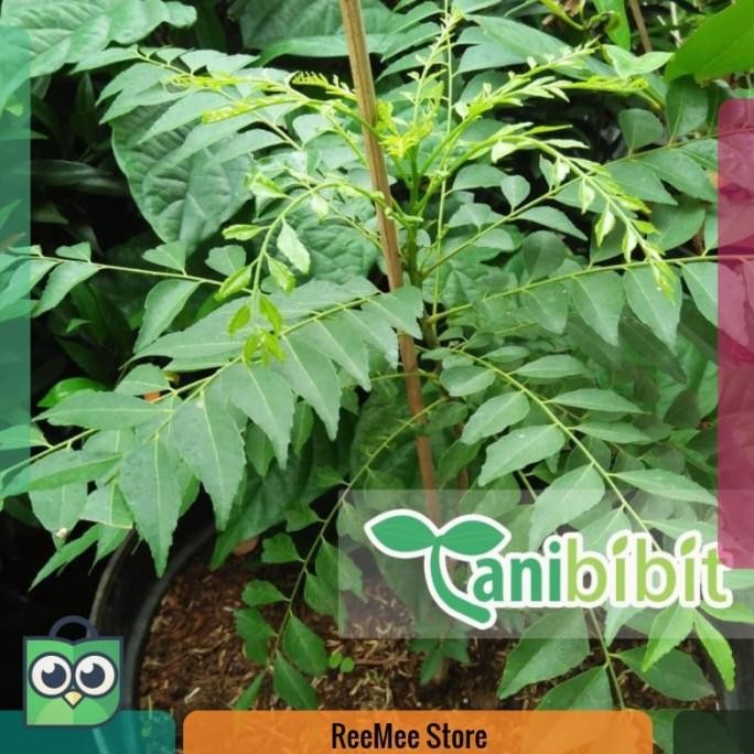 

Terlaris Bibit Tanaman Pohon Salam Koja - Temuru - Daun Kari - 20Cm