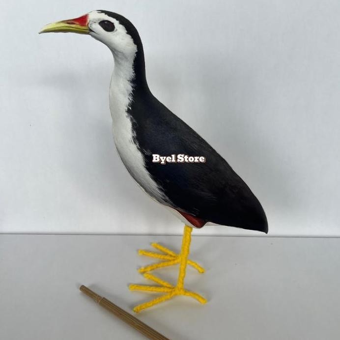 Terlaris Patung Burung Truwok Kareo Padi - Jontrot Burung Ruak Ruak