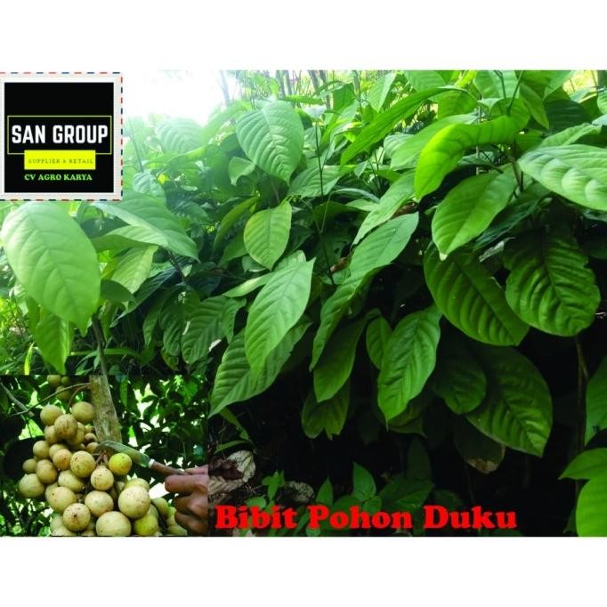 BIBIT TANAMAN DUKU PALEMBANG ASLI TANPA BIJI BENIH POHON DUKU SUPER PREMIUM