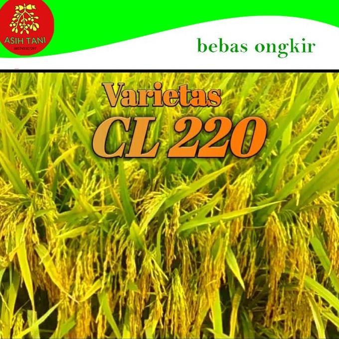 

Terlaris Benih Padi Cl220 5Kg