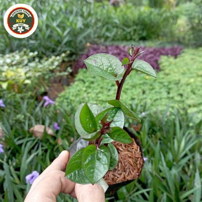 

Terlaris Tanaman Herbal Binahong Bibit Tanaman Binahong