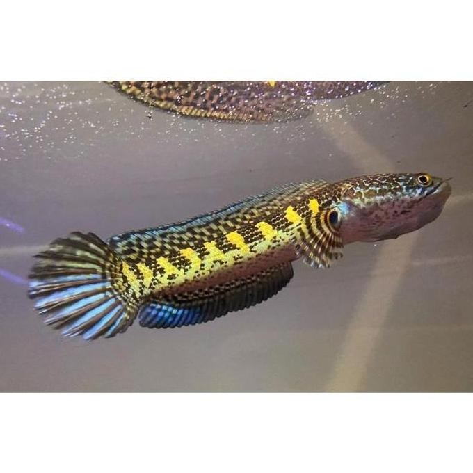 Terlaris Original Ikan Chana Baby Auranti 1-2 Cm Full Pelet Original