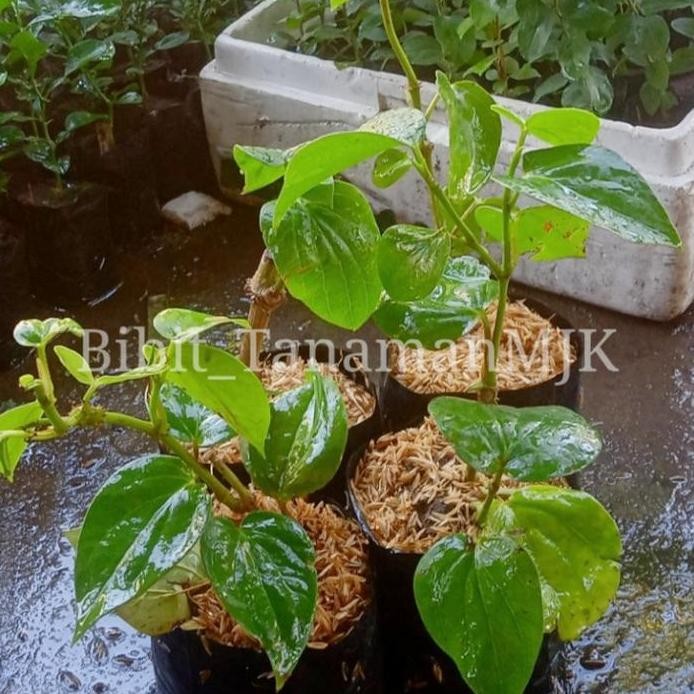 

Terlaris Bibit Sirih Hijau / Tanaman Herbal Daun Sirih