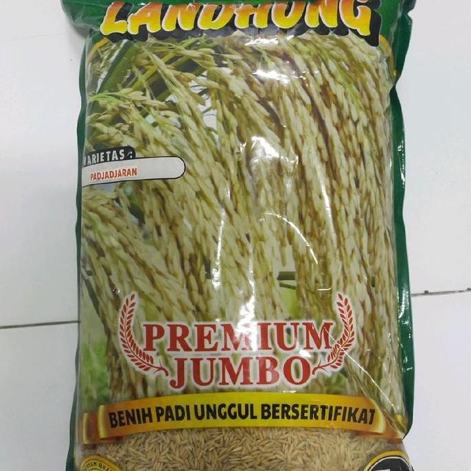 

Terlaris Benih Padi Padjajaran 5Kg Umur Genjah 85 Hst