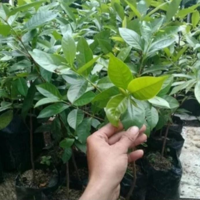 

Terlaris Bibit Tanaman Daun Salam, Beli 2 Gratis 1