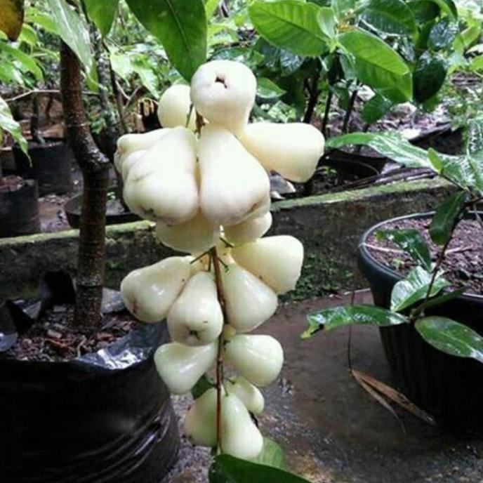 

Terlaris Bibit Jambu Air Madu Susu Super