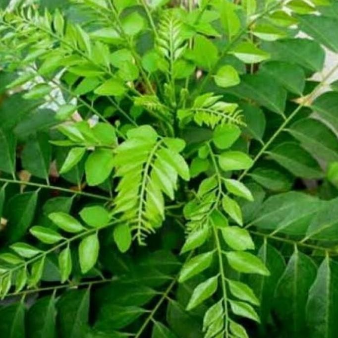 

Terlaris Pohon Salam Koja - Bibit Tanaman Koja/ Daun Temuruy / Kari