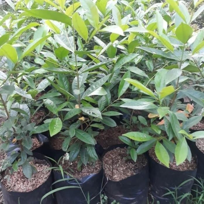 

Terlaris Bibit Daun Salam Super Unggul Super Unggul Cepat Berbuah