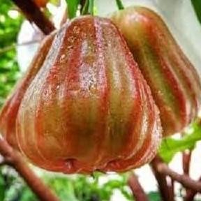 

Terlaris Bibit Tanaman Jambu Air Dalhari Super Siap Tanam