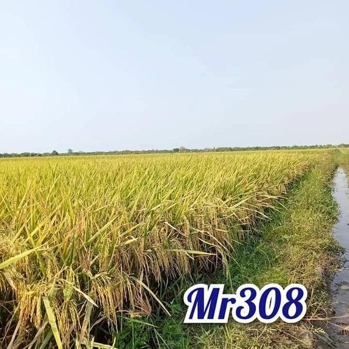 

Terlaris Benih Padi Mr 308 (5Kg)