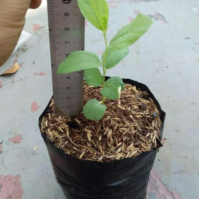 

Terlaris Tanaman Herbal Bidara Arab - Pohon Bidara - Bibit - Bidara Arab