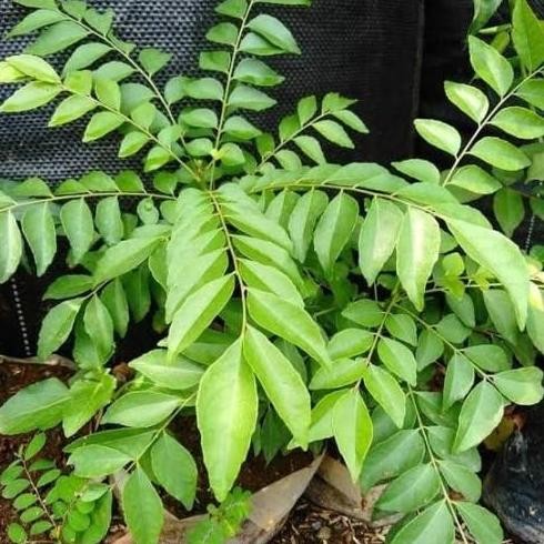 

Terlaris Bibit Tanaman Salam Koja Daun Kare