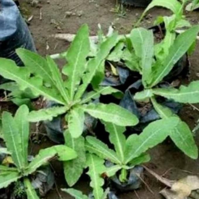 

Terlaris Bibit Pohon Tanaman Daun Tempuyung Obat Herbal
