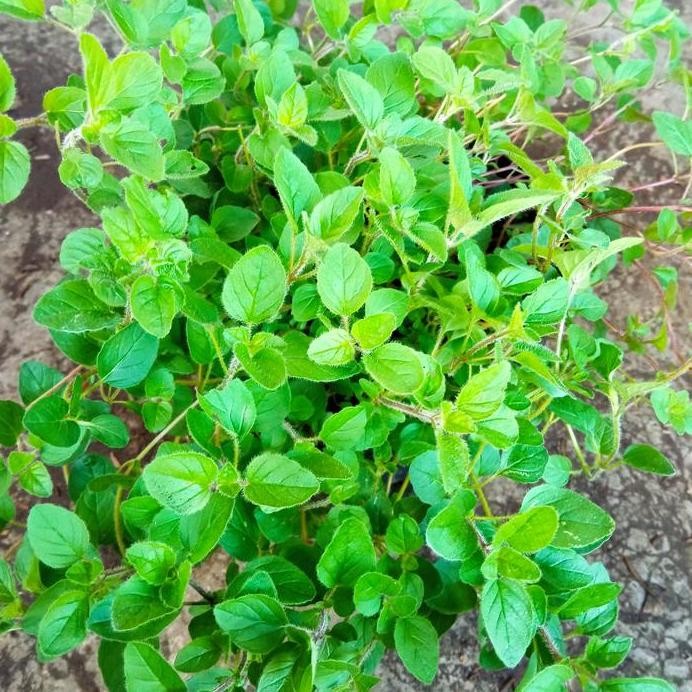 

Terlaris Tanaman Herbal Oregano
