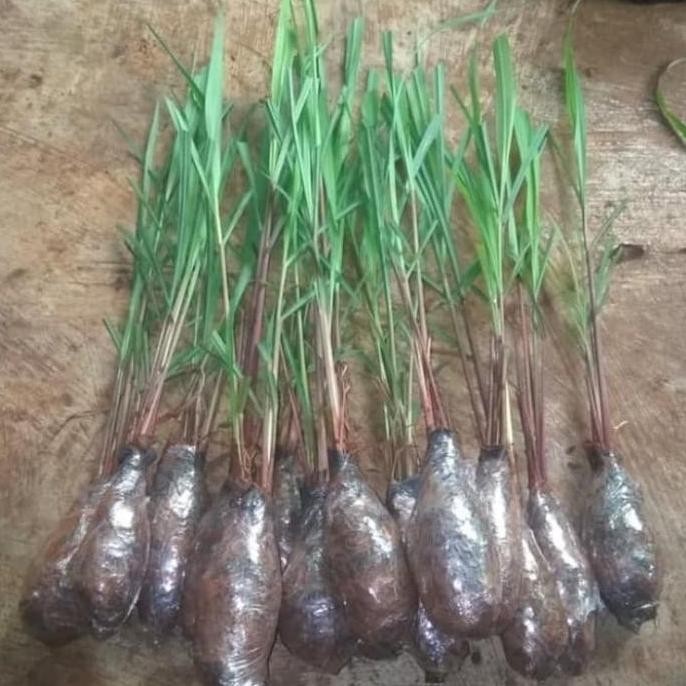 

Terlaris Pohon Sereh Wangi / Pohon Sereh Merah Tanaman Herbal Sereh