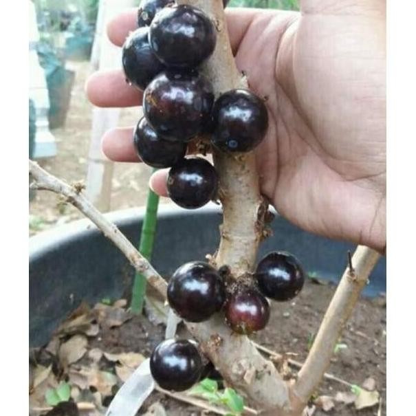 Bibit tanaman buah anggur Brazil sabara cangkok NNNN PREMIUM