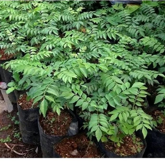 

Terlaris Bibit Daun Kari / Salam Koja ( Daun Temurui)