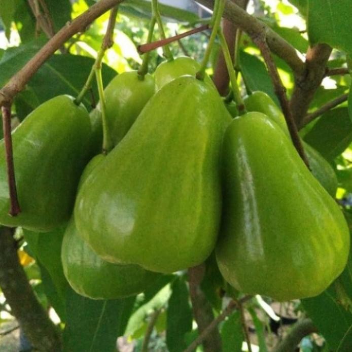 

Terlaris Bibit Tanaman Jambu Air Green Giant Cangkok Cepat Berbuah