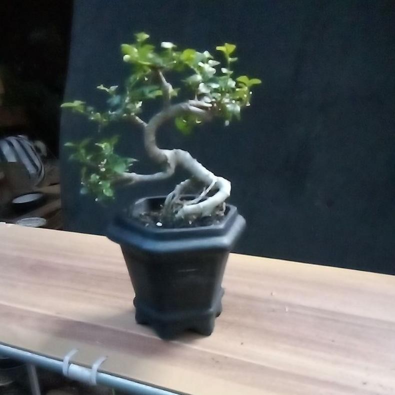 Tanaman Hias Bonsai Mini Serut - Savanan Bonsai