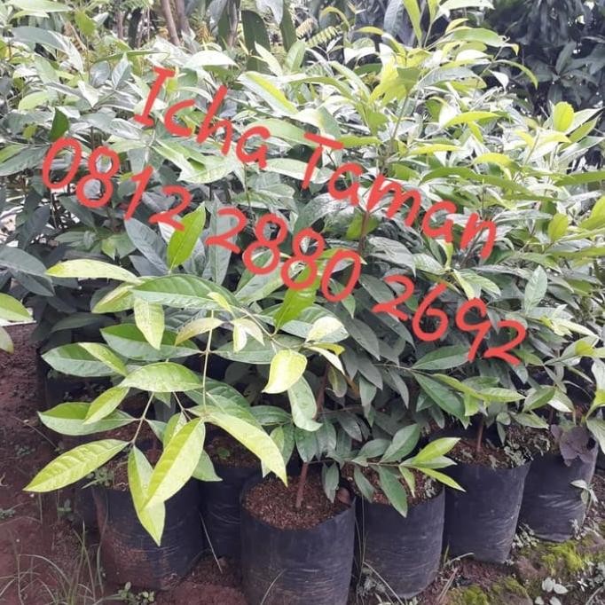 

Terlaris Pohon Salam / Bibit Tanaman Pohon Daun Salam Bumbu Masak Eeee