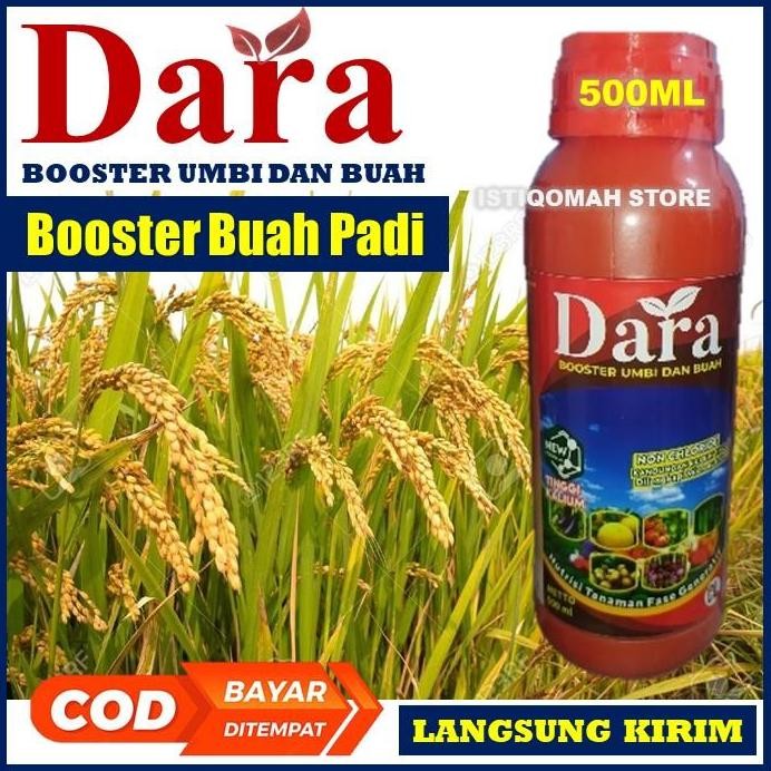 

Terlaris Booster Buah Padi Dara 500Ml Obat Pengisian Bulir Padi - Obat Bulir Buah Padi - Obat Padi Obat Buah Padi - Obat Penambah Bobot Padi - Obat Buah Padi Ber Bobot - Obat Penambah Berat Padi - Obat Semprot Padi Yang Bagus Ampuh Murah Terlaris