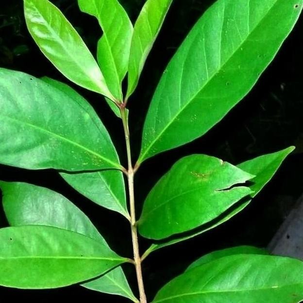 

Terlaris Bibit Tanaman Pohon Salam /Daun Salam Penyedap Masakan