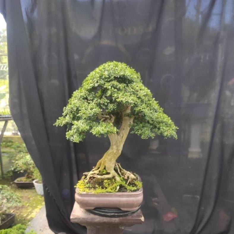 Tanaman Hias Promo Bonsai Kemuning Super Mikro Sbi - Savanan Bonsai