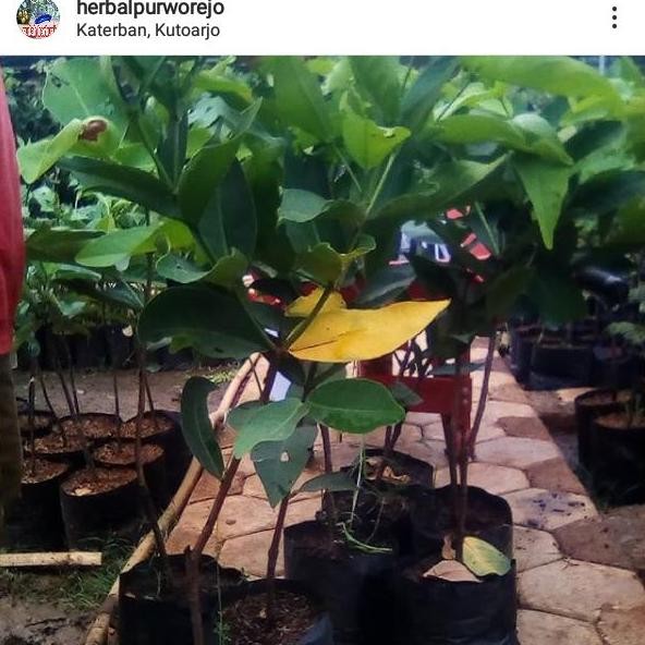 Terlaris Bibit Jambu Citra 50Cm // Jambu Air Citra // Benih Jambu / Jambu Citra