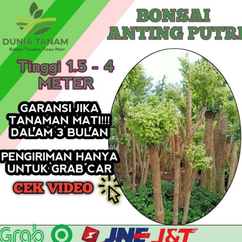 Tanaman Hias Bibit Tanaman Hias Pohon Bonsai  Anting Putri Outdoor Cemara Beringin Udang Kipas - Sav