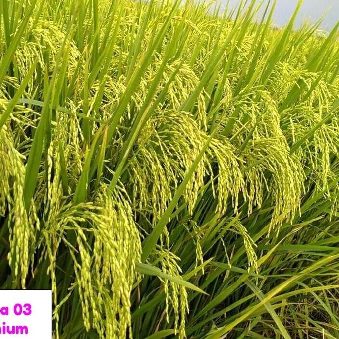 

Terlaris Benih Padi Arjuna 03 Premium