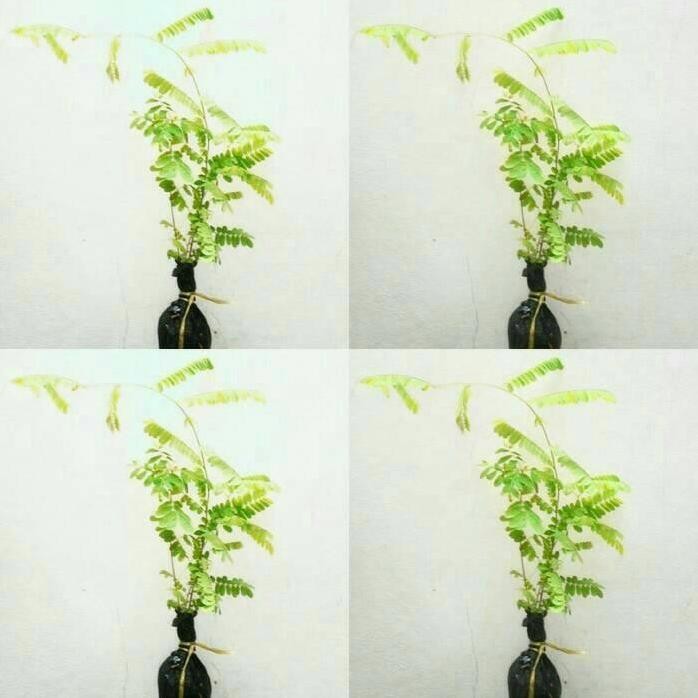 

Terlaris Pohon Saga, Tanaman Herbal Saga