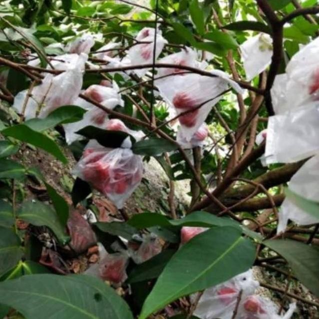 

Terlaris Bibit Jambu Citra Non Biji Stek Okulasi Cepat Berbuah