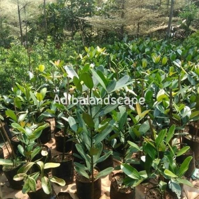 

Terlaris Bibit Tanaman Herbal Garcinia |Pohon Obat Garnicia