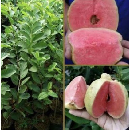 

Terlaris Bibit Tanaman Buah Jambu Kristal Merah Siap Berbuah