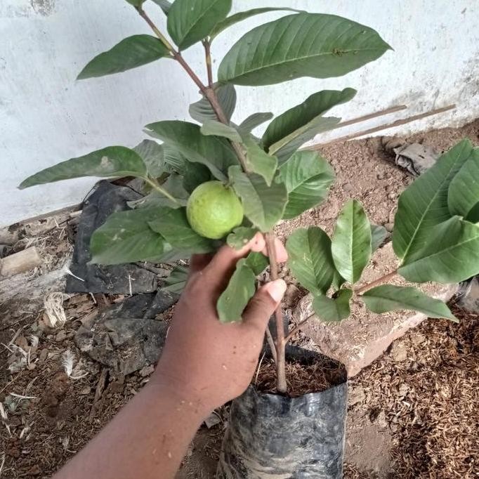 

Terlaris Paket 3 Bibit Jambu Kristal Berbuah