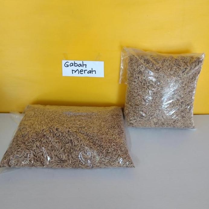 

Terlaris Gabah Merah Gabah Padi Pakan Hamster Lovebird 1Kg